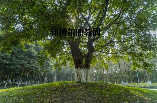 四川檔案學(xué)校2020年報名條件、招生要求、招生對象